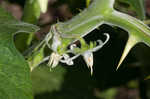 Tropical soda apple